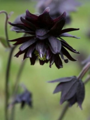 ancolie-des-jardins-black-barlow-.jpg